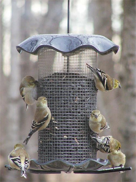 3 Quart Sunflower Forever Feeder