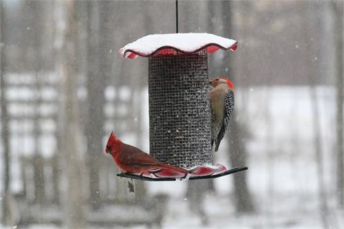 3 Quart Sunflower Forever Feeder