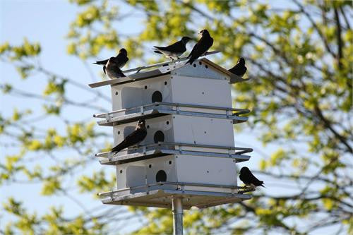 Birds Choice 3 Floor-12 Room Martin House