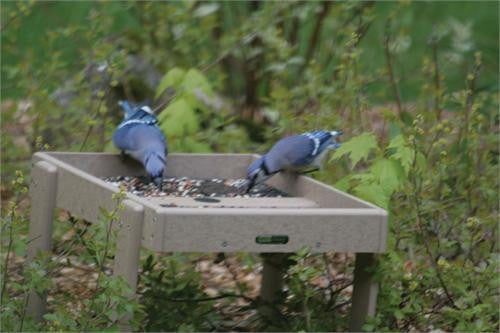 Birds Choice Recycled Pole-Mount 20"x15" Seed Catcher Platform